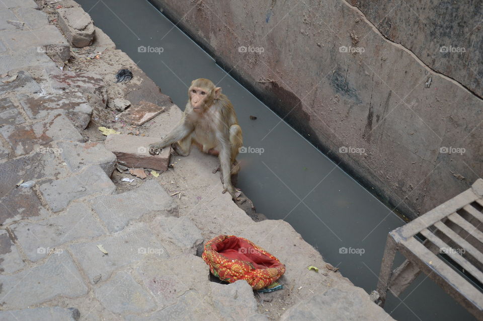 Vrindavan India, Monkey