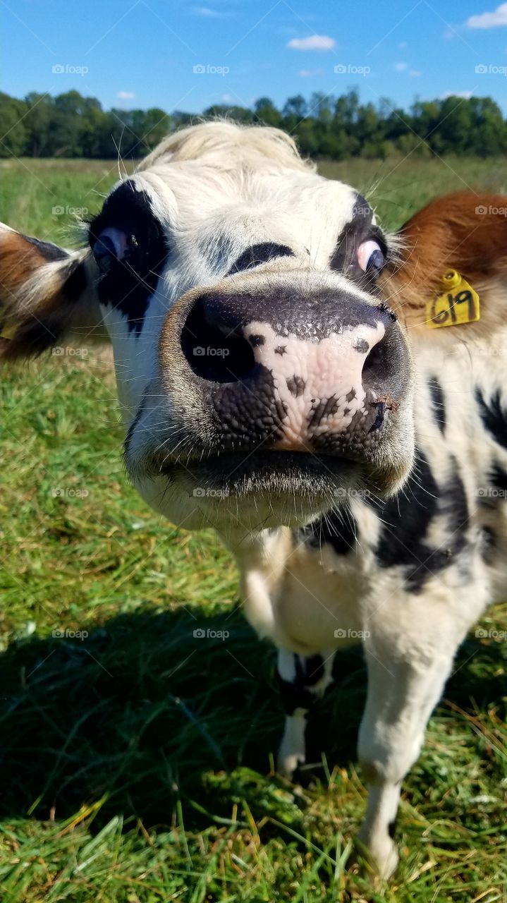 Up Close & Personal (close up of a Normandy calf's face)