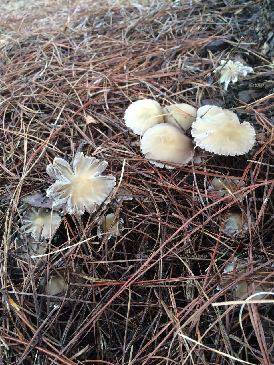 Beautiful outdoor natural growing mushrooms 