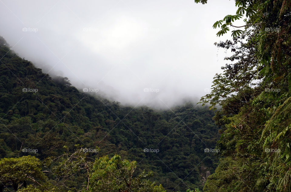 Clouds in rain forest Peru