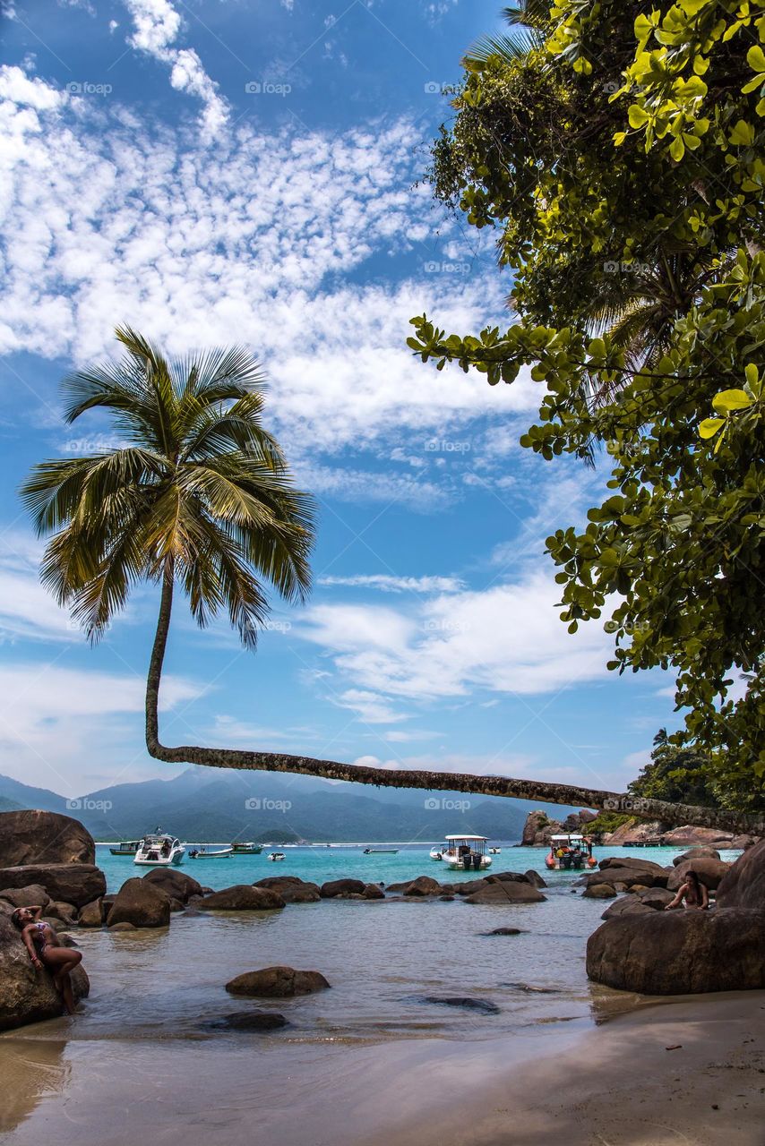 The Crooked Palm Tree in Ilha Grande, Rio de Janeiro