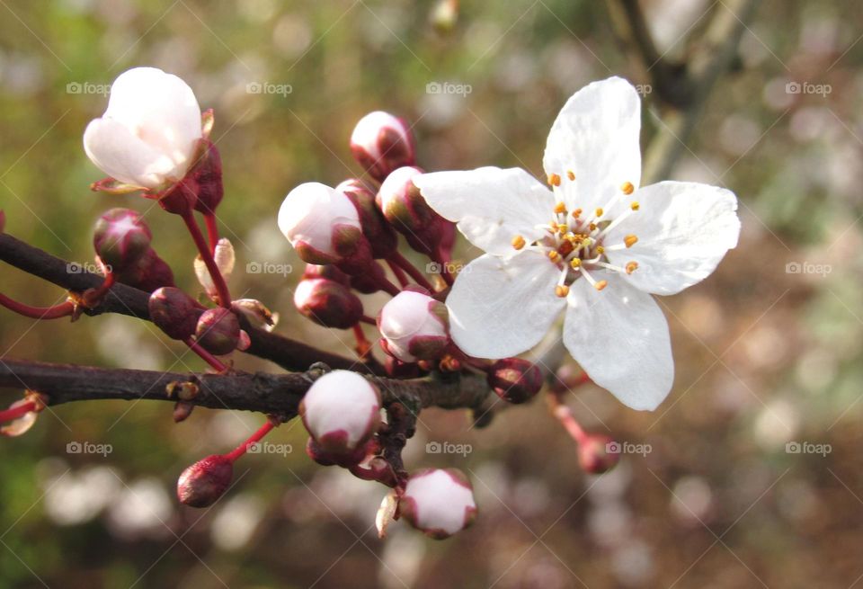 cherry blossom