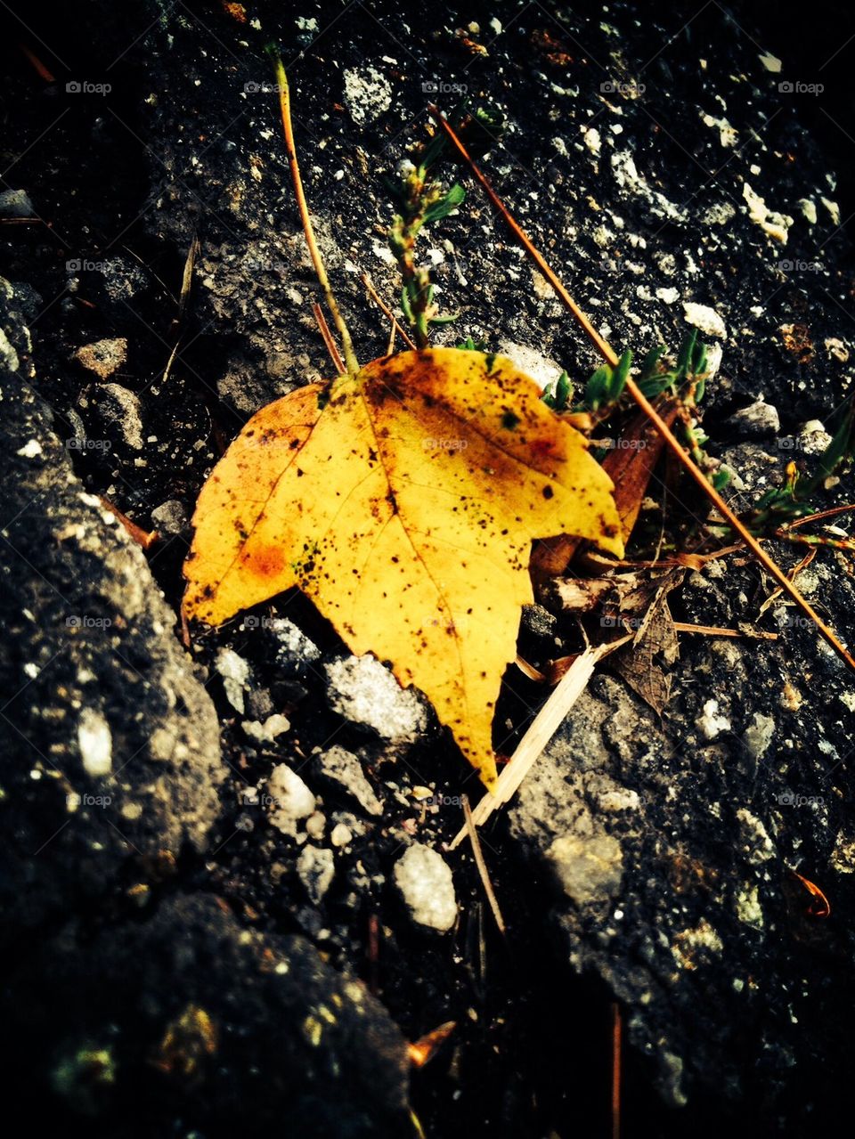 yellow black color orange by jmh