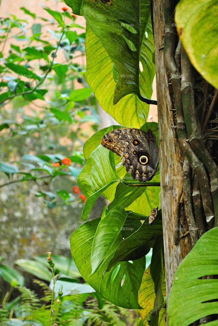 Costa Rica butterfly 