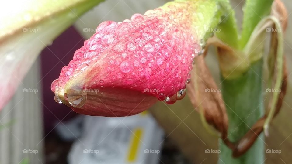 Nature, Leaf, No Person, Food, Flora