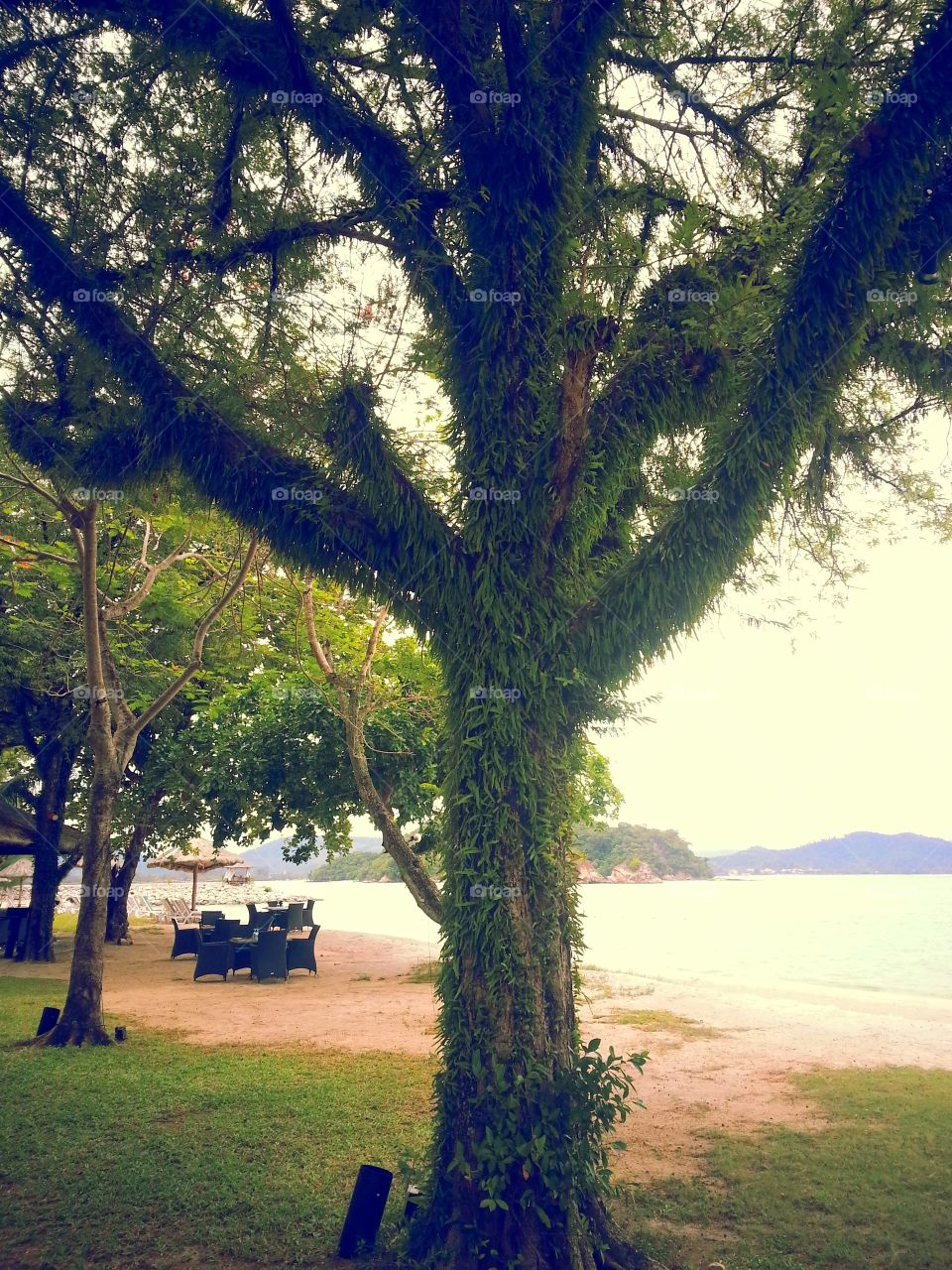 Beautiful tree with amazing green coming out of it. One of the most amazing things I've ever seen in Langkawi, Malaysia