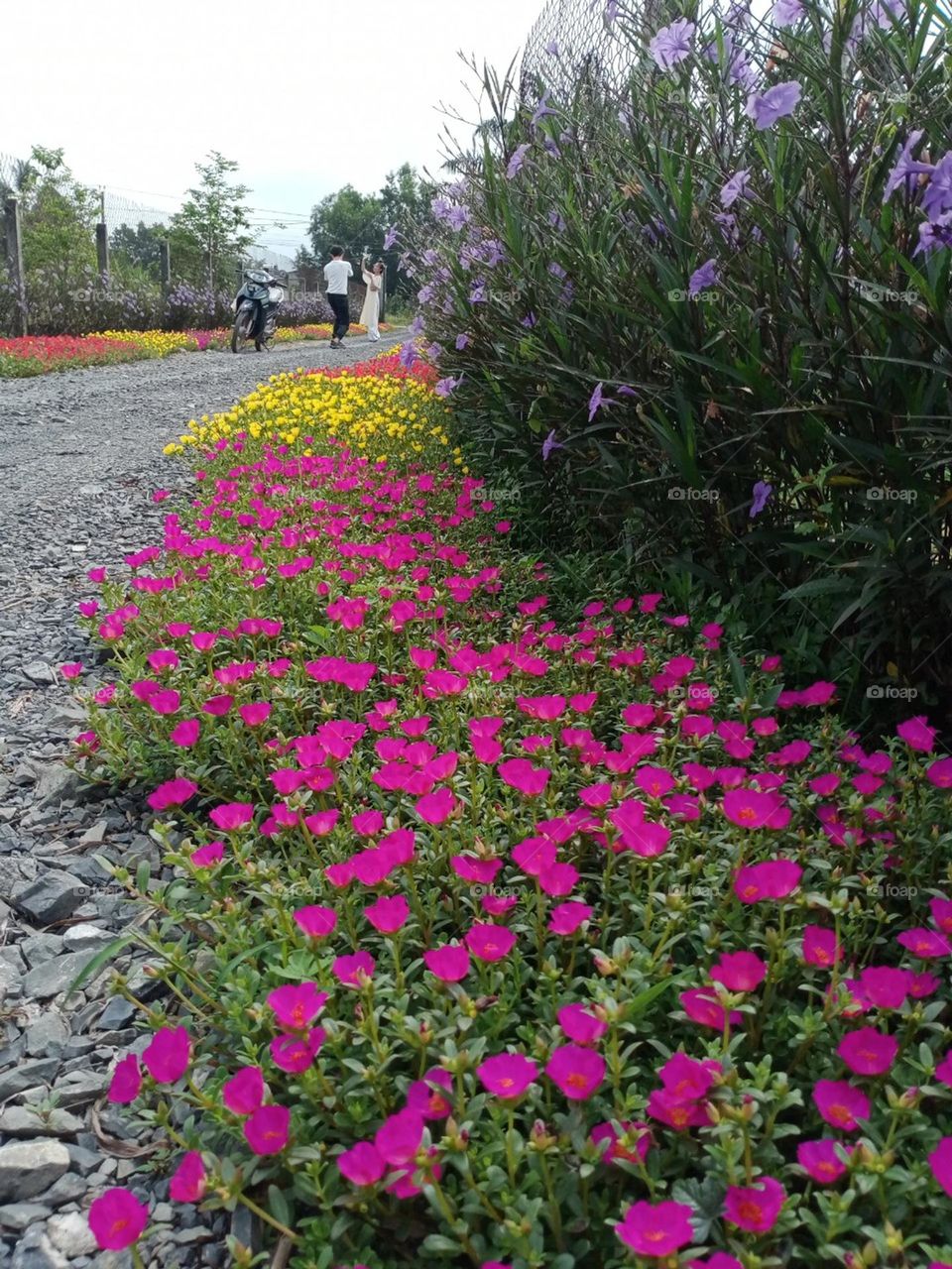 Con đường đầy hoa sắc.