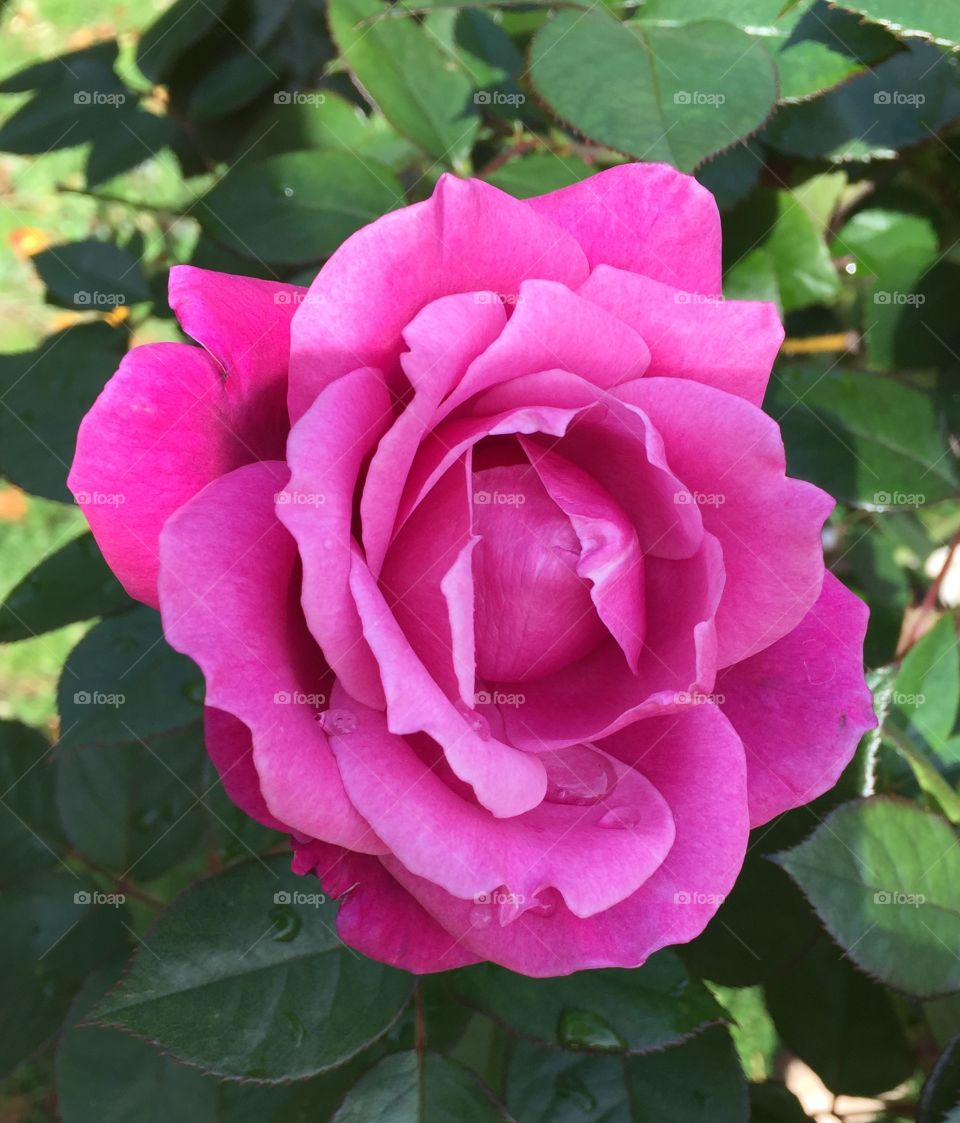 Close-up of rose with water drop