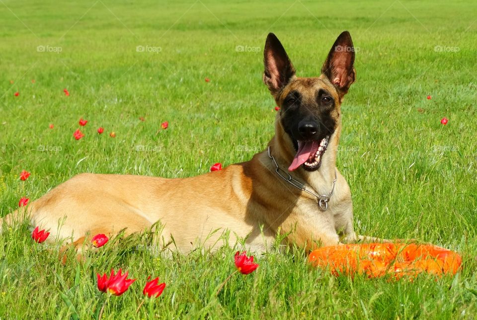 Dog shepherd malinois