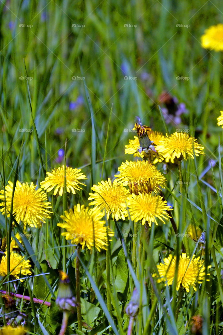 yellow flowers