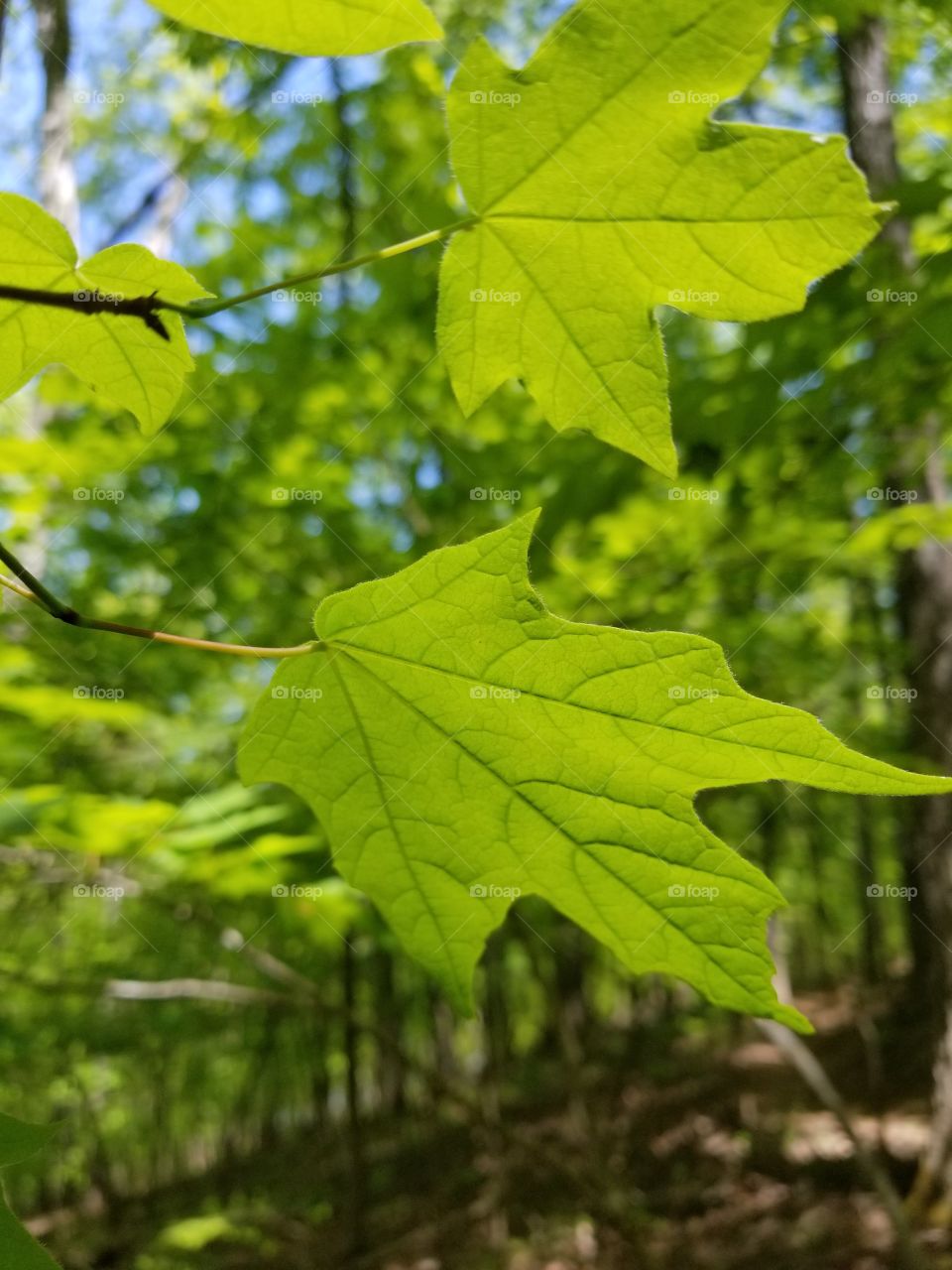 leaf