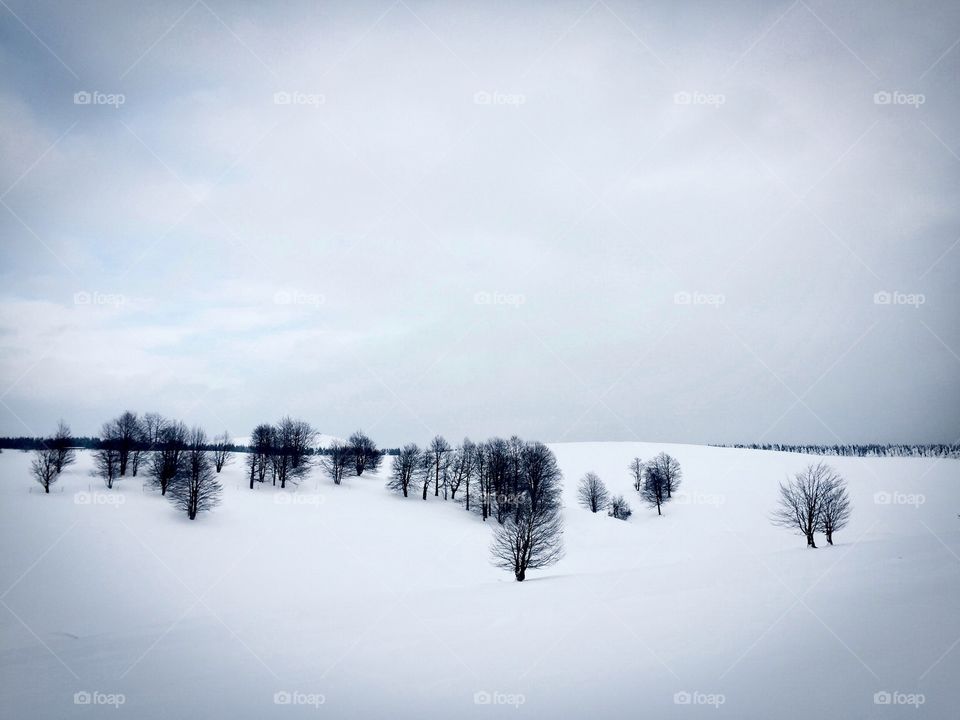 Minimalistic view of leafless trees surrounded by snow and white sky