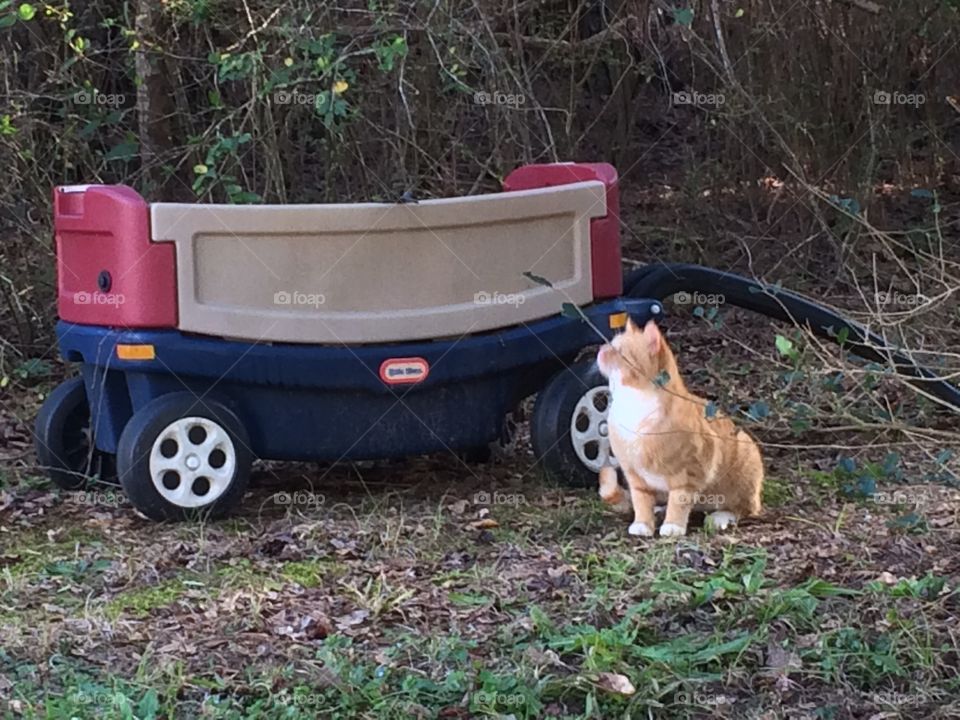 Cat and wagon