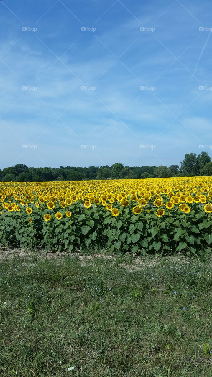 Sunflower field