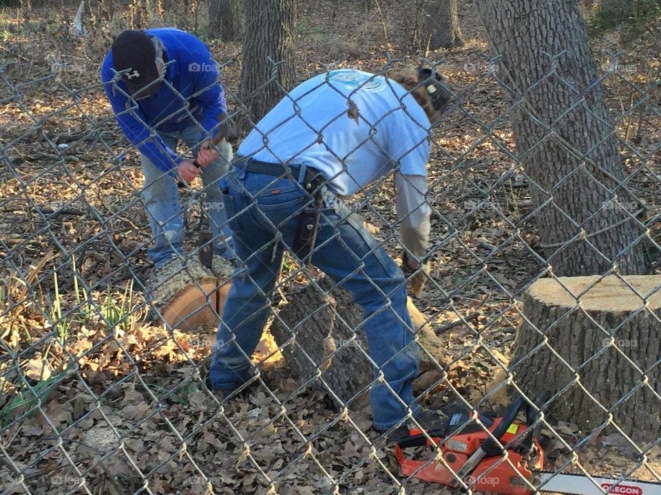 Tree Service Men At Work