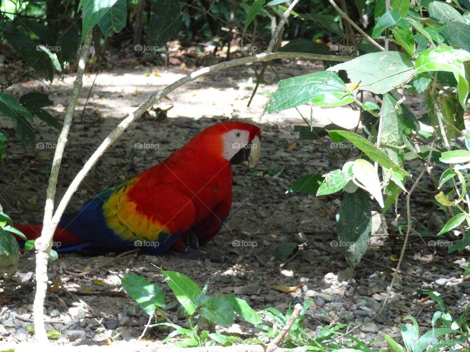 Parrot in the shade