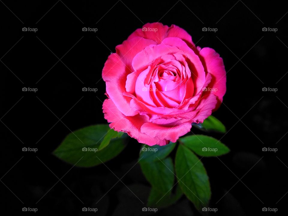 A pink rose at night with black background.