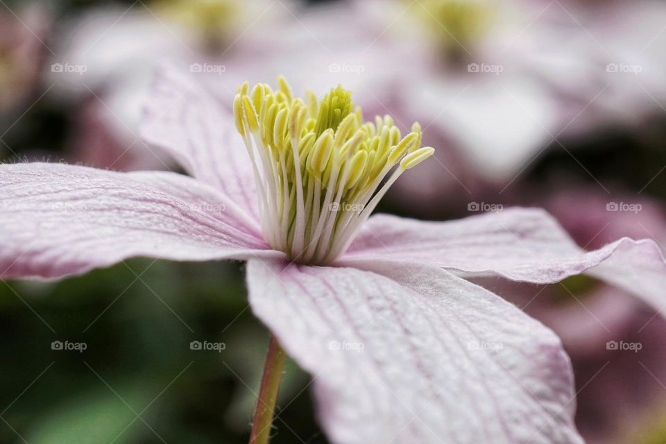 Close up of a pretty flower 