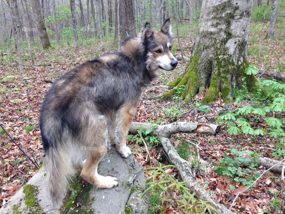 Wolf in the spring . Wolf dog on a spring day vantage point on a downed log