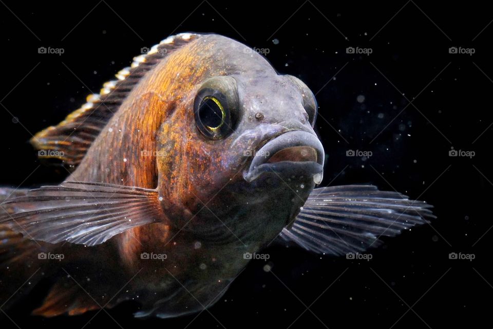 RED PEACOCK CICHLID (AULONOCARA HANSBAENSCHI)