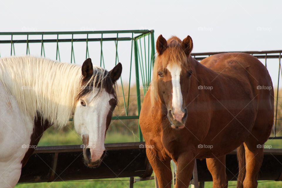 Two horses standing in front of a hay feeder, looking at the camera, on a beautiful early autumn day