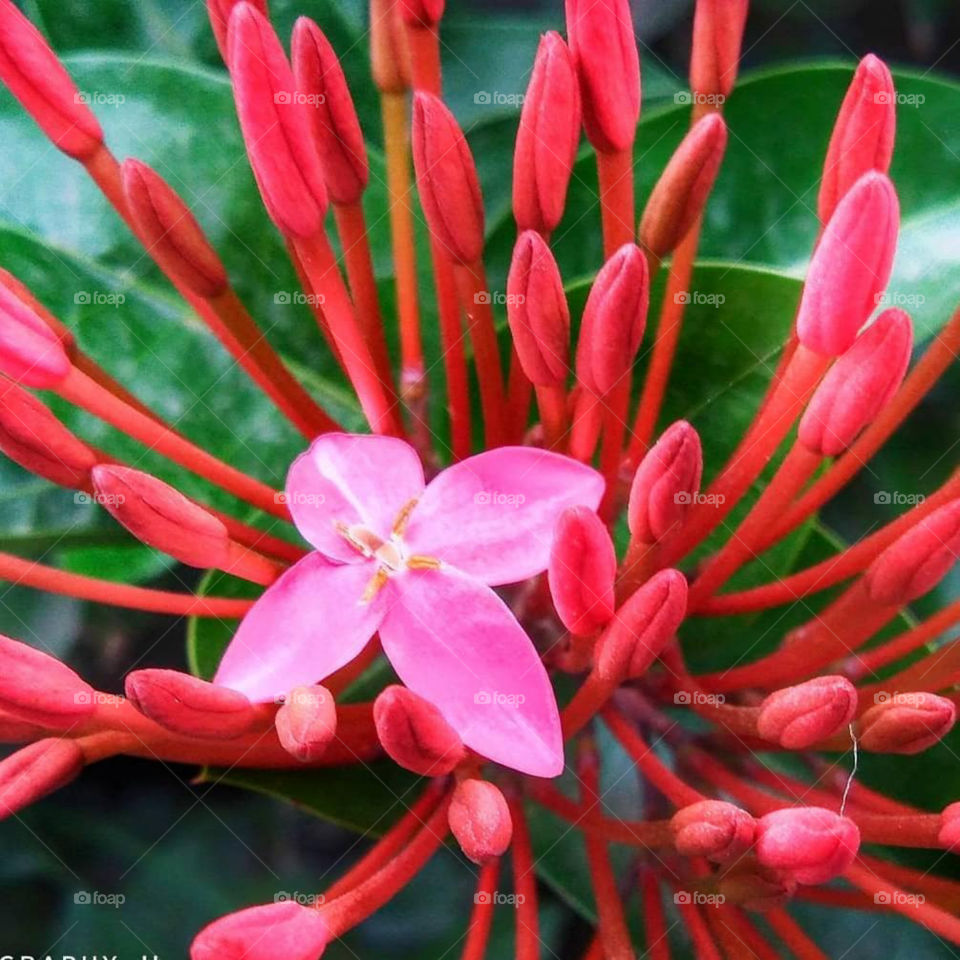 Red flower with spike