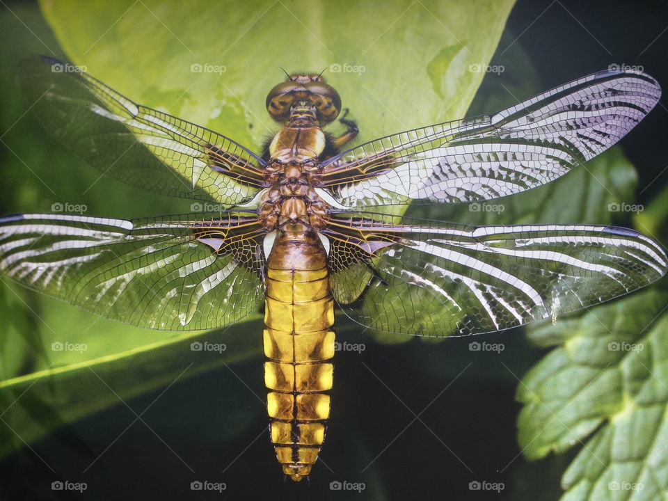 The wonderful insect