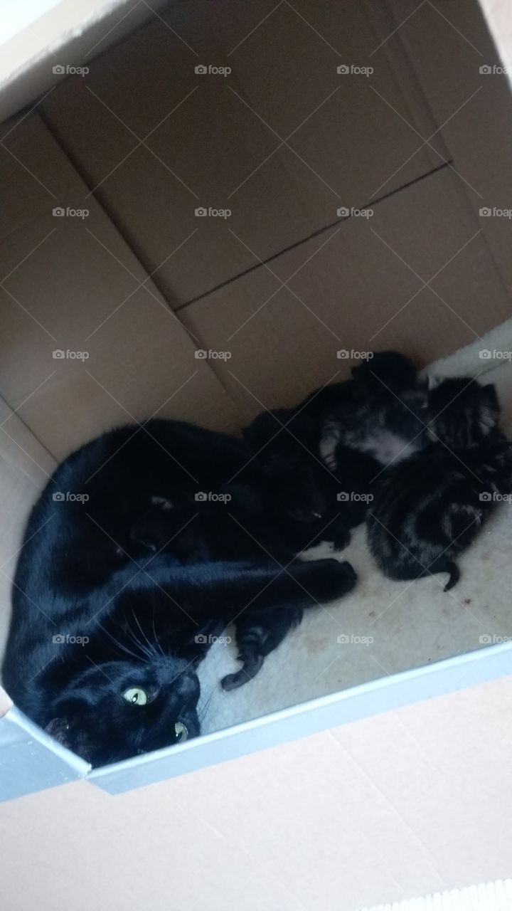 mother and her kittens