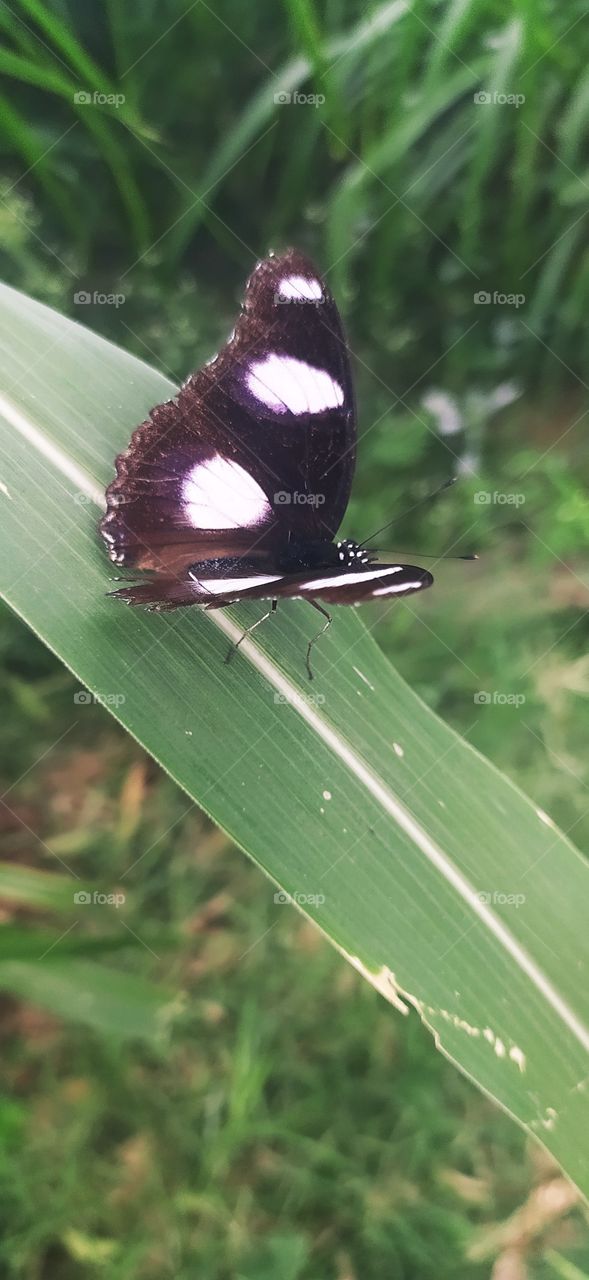 black and white butterfly