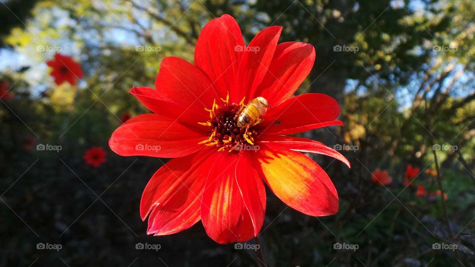 Honey bee on red flower