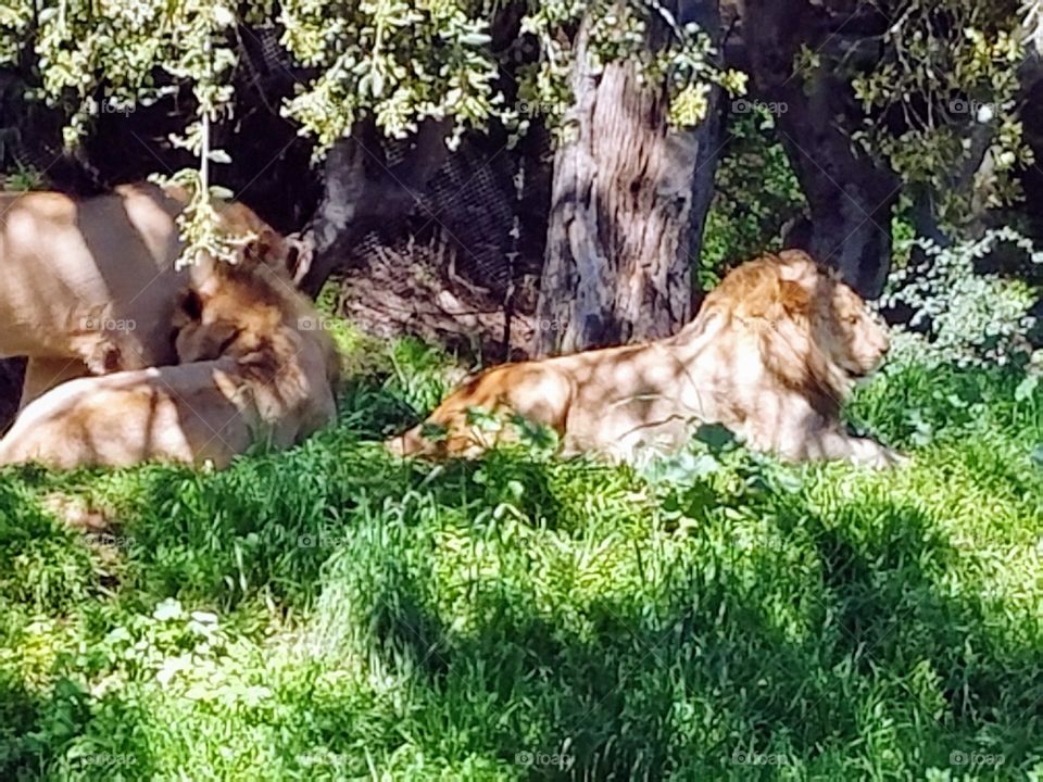 Lions