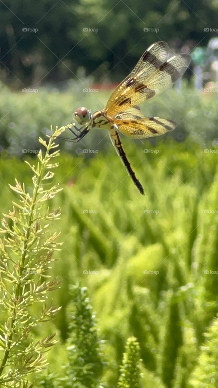 DragonFly