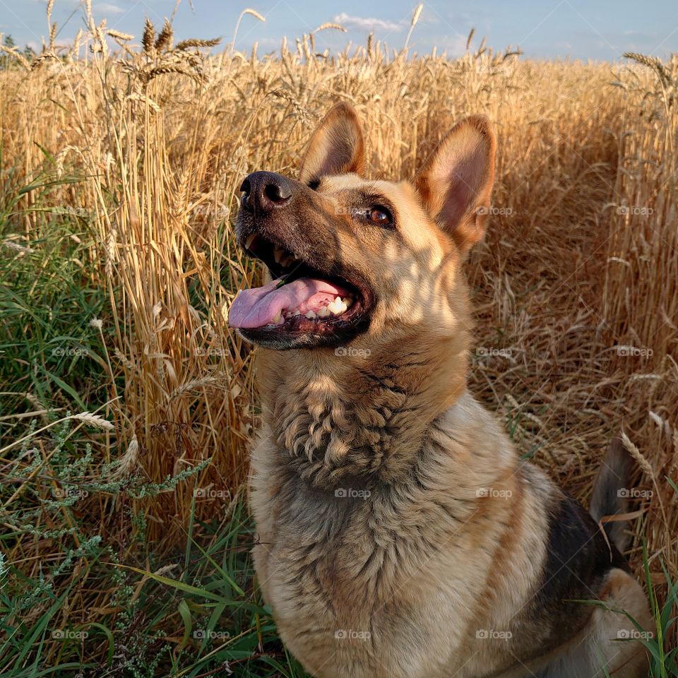 dog - loves you for having you. She doesn't care if you have money, fame, what you look like. A dog is a loyal animal.