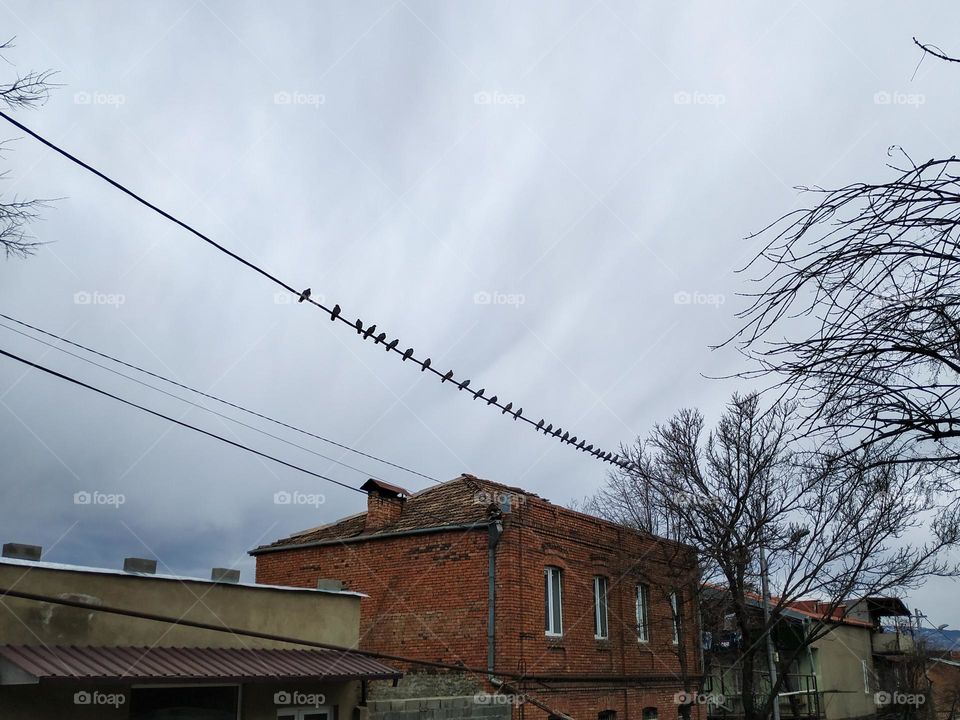 urban birds