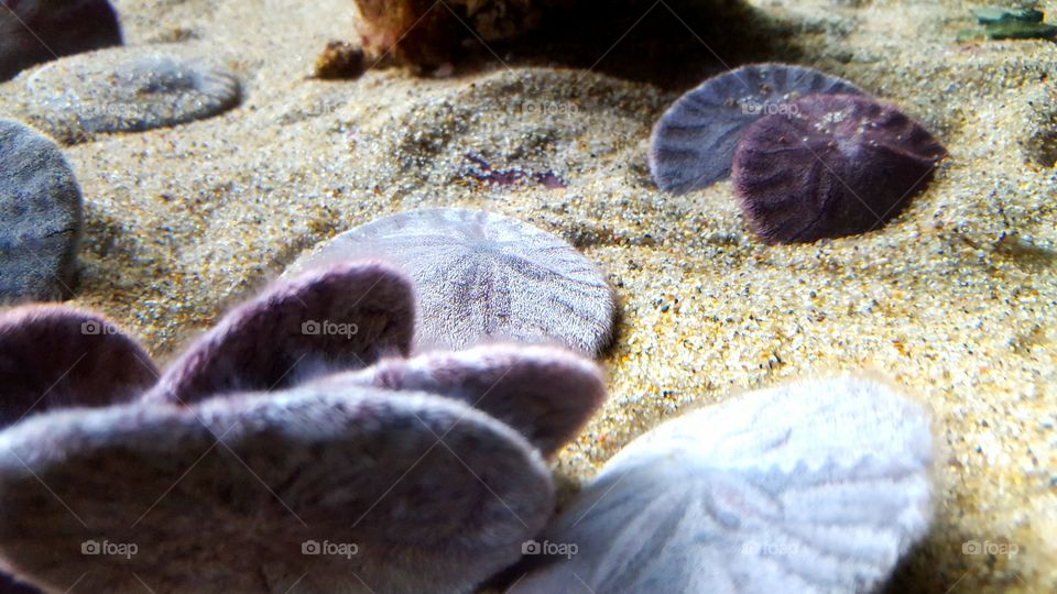 sand dollars