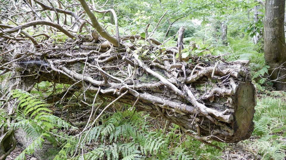 Old tree trunk on the forest ground with a lot of different branches cover it