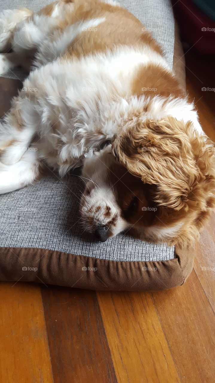 Sleeping King Charles cavalier