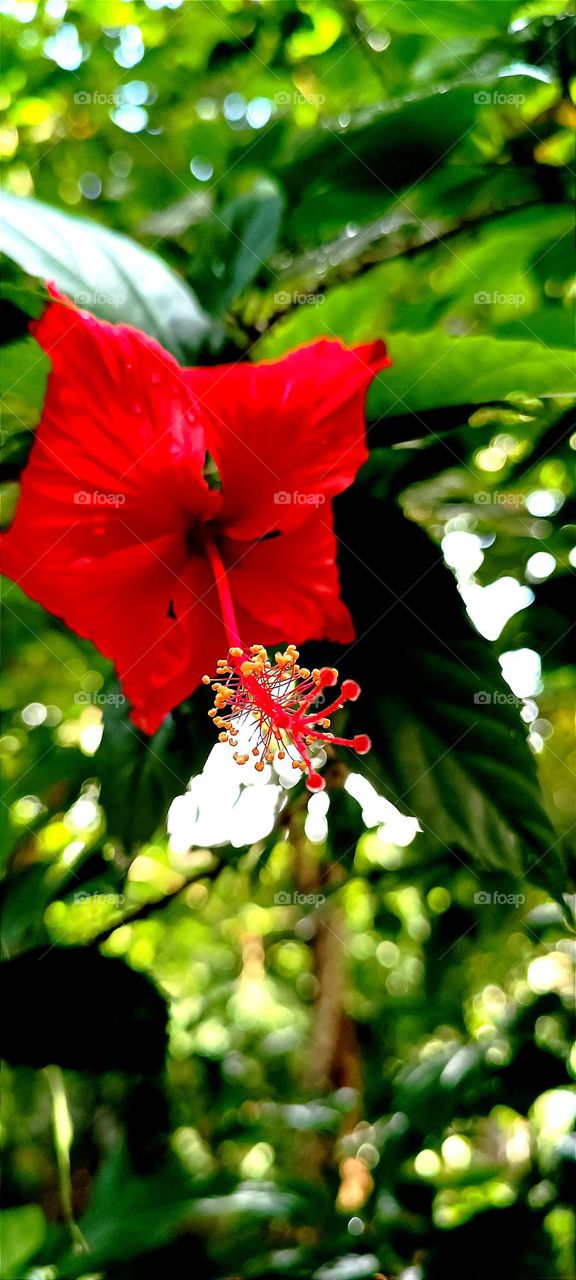 Hibiscus🌺🌺 is a genus of flowering plants in the mallow family, Malvaceae. The genus is quite large, comprising several hundred species that are native to warm temperate, subtropical and tropical regions throughout the world.