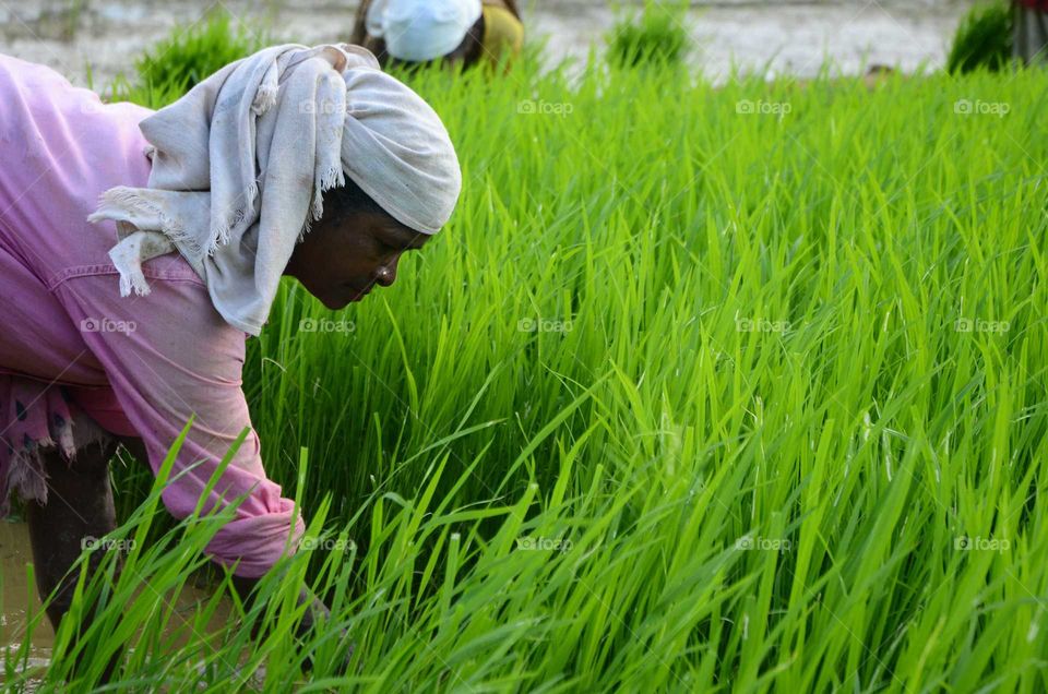 paddy field worker