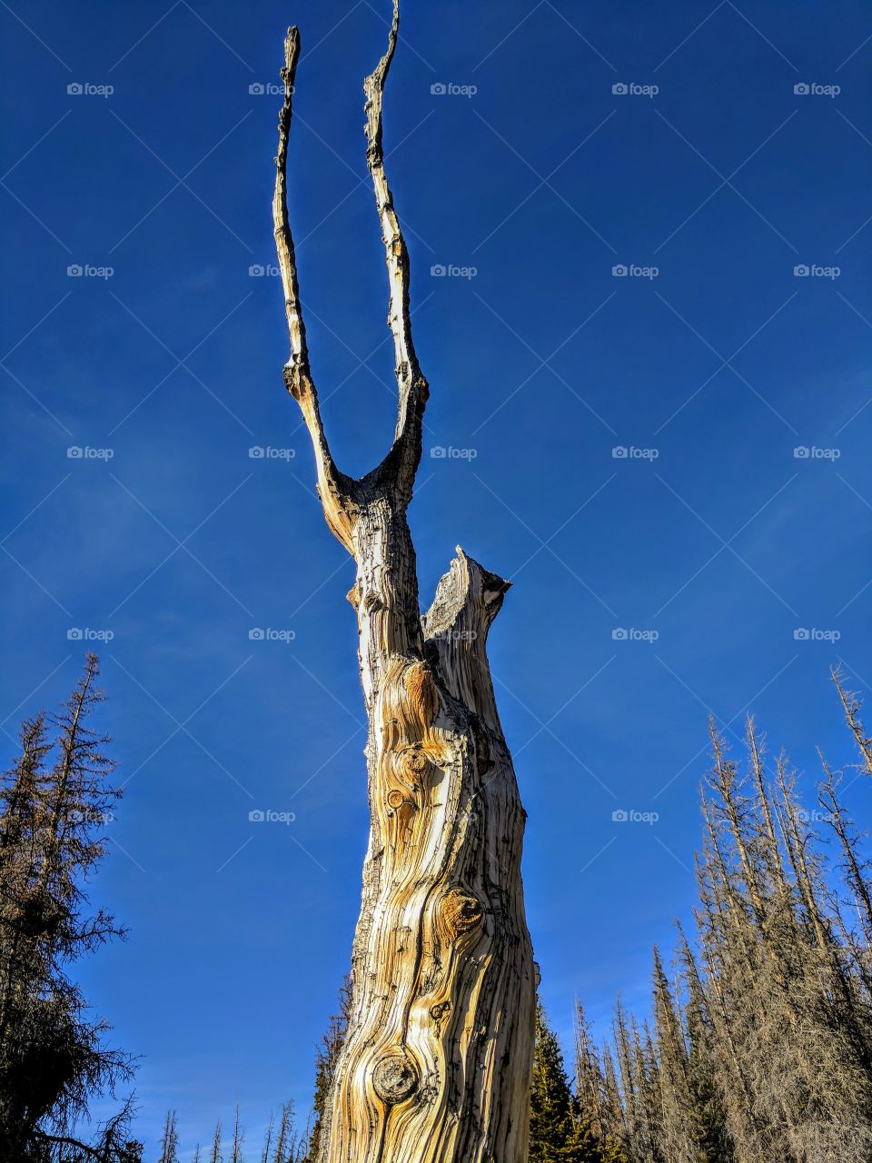 Twisted split tree trunk