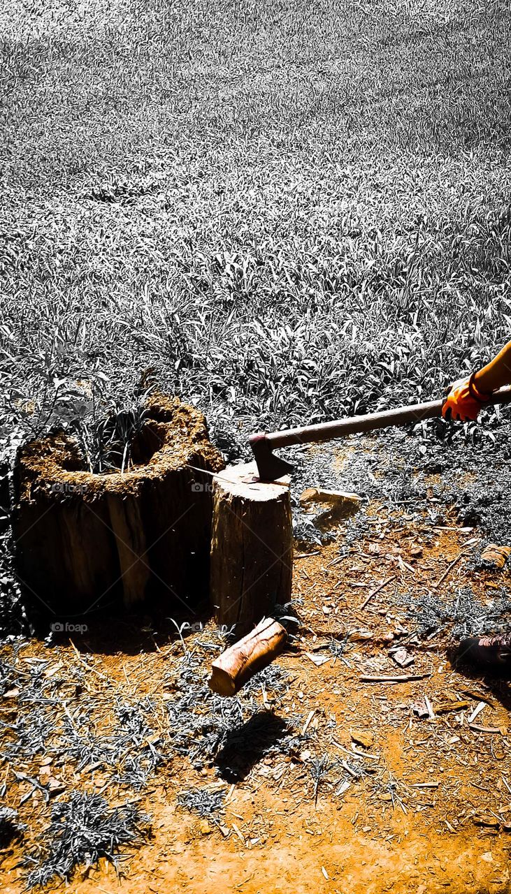 Coffee in the countryside: Here the sun rises first,
 the wood goes to the fire,
 hot milk and homemade bread,
 with cassava dumplings,
 and provokes the whole sertão
 spreading that smell that comes out of the kettle's spout.
 (Guibson Medeiros)