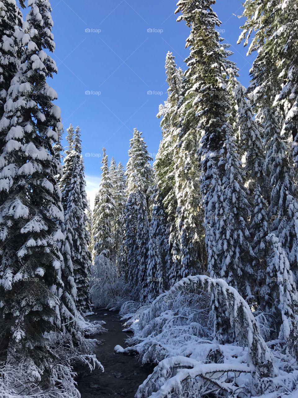 A creek runs through the snow covered fir trees in the Willamette National Forest in Western Oregon on a beautiful winter day. 