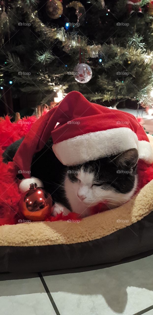 sleeping christmas cat with hat