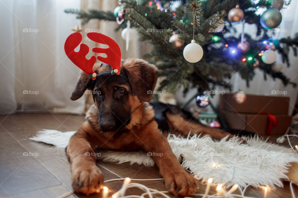 German shepherd puppy near Christmas tree 