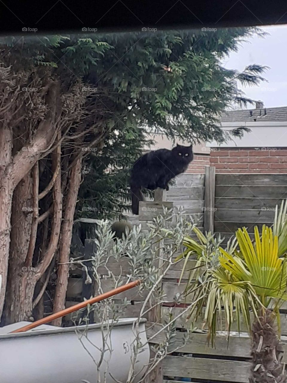 cat to sit high outside