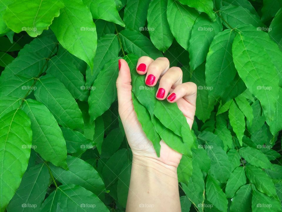 Green leaves