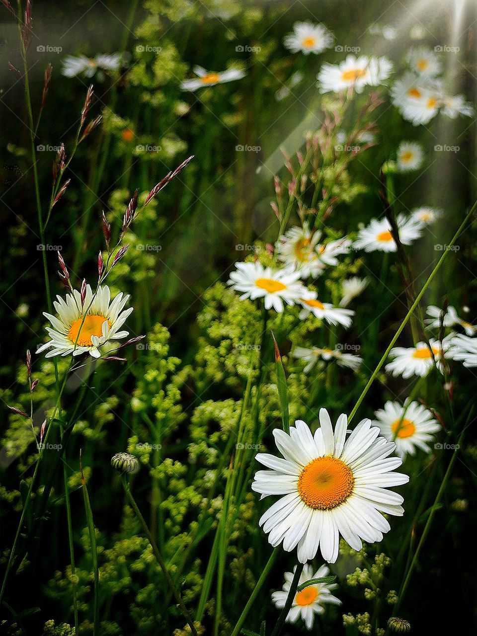 Plants.  A field of white daisies, through the dark foliage of which a ray of light falls at sunset