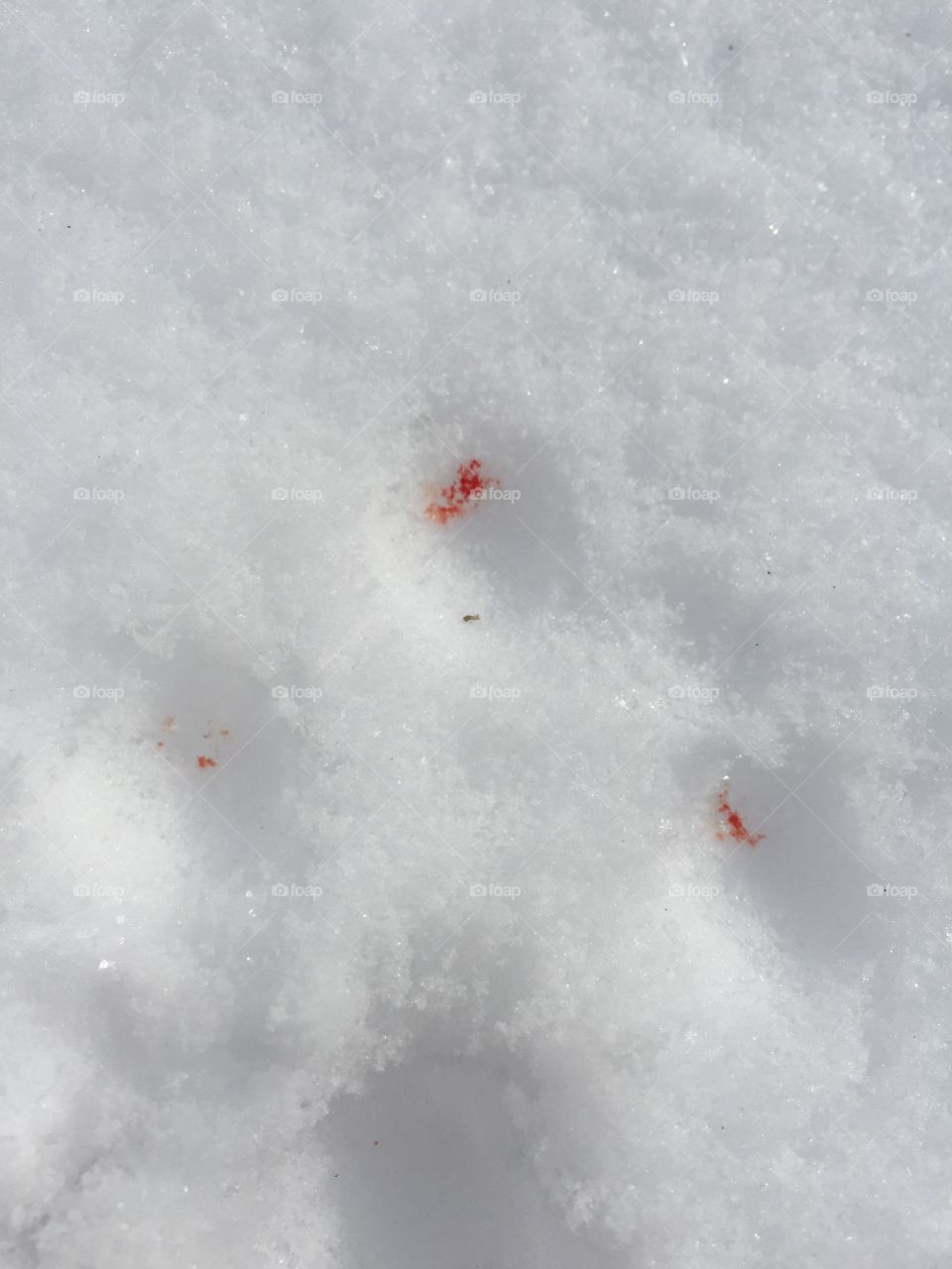 Blood in snows😂👍🏻