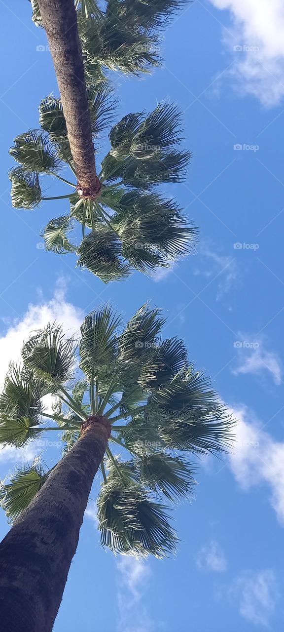 Palmeras en el cielo