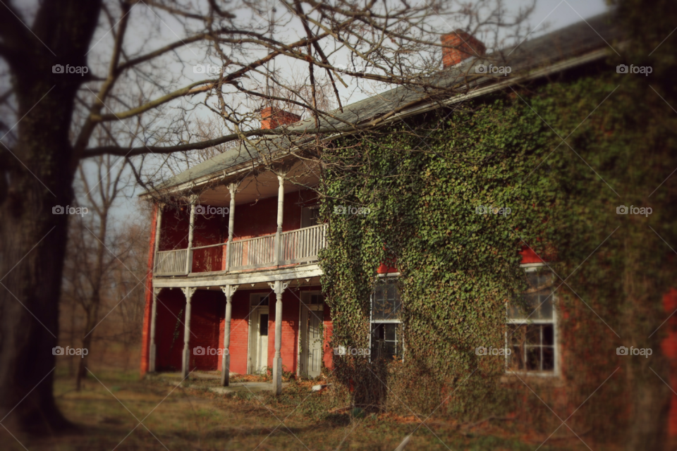 ivy on abandoned house